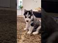 Bebe llorando #live #viralshort #pets #perros #funny #mascotas