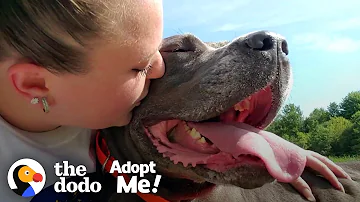 85-Pound Cane Corso Worked SO Hard To Be A Good Girl | The Dodo Adopt Me!