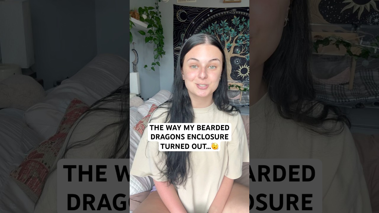 Re-doing my bearded dragons home!😮‍💨 