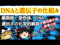 DNAと遺伝子の機能について化学的にひもといてみた【ゆっくり解説】【基礎生物化学】