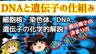 DNAと遺伝子の機能について化学的にひもといてみた【ゆっくり解説】【基礎生物化学】