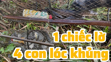 Thăm bẫy lờ cá lóc ngày nước rút- trúng đậm mẻ cá lóc đồng 14/11/2025