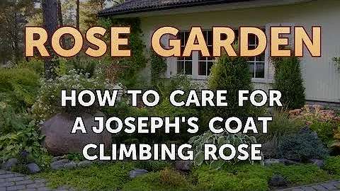 How to Care for a Joseph's Coat Climbing Rose