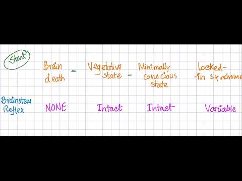 Brainstem death vs Vegetative state vs minimally conscious state vs Locked-in syndrome