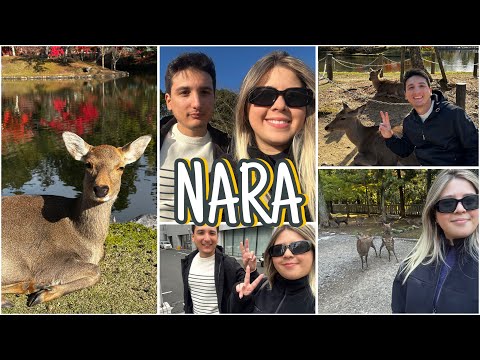 Sobreviviendo a los ataques de los ciervos de Nara 🥲🫡🦌 caos, risas y buena comida 👍