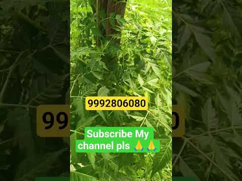 ज़मीन ही ज़मीन बिकाऊ रतिया हरियाणा.9992806080