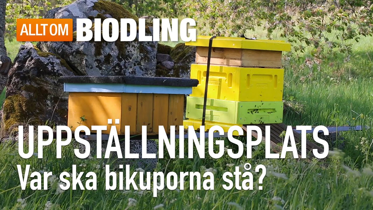 Var ska bikupan stå? Uppställningsplatser för bikupor