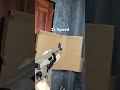 Cyma M4A1 vs SUGE AR-15 GEL BLASTERS #gun #blaster #gelblaster