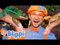 Blippi meets reptile friends at the aquarium  educationals for kids