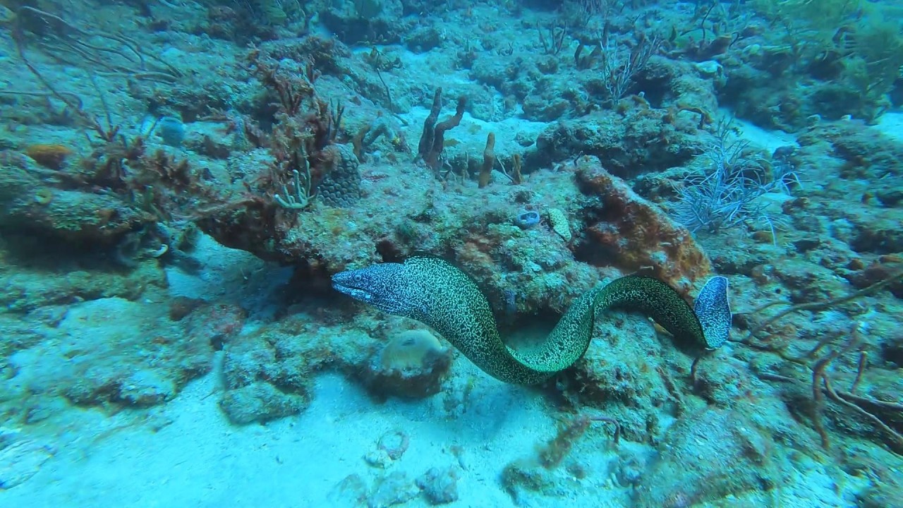 EEL up close and personal