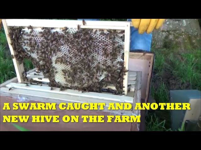 A SWARM CAUGHT AND ANOTHER NEW BEEHIVE ON THE FARM | The Funky Farmer ...