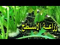 زراعة الفجل الشمندر البنجر في سطح المنزل 