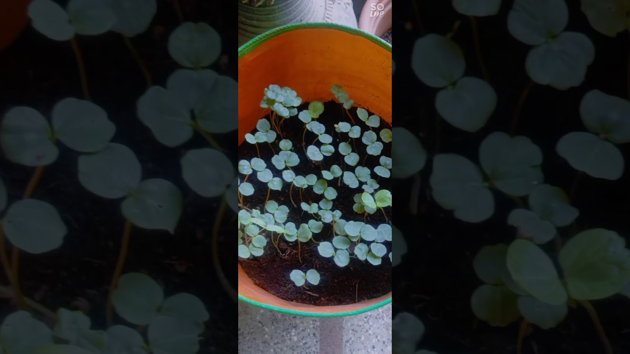 growing plants improve oxygen and air is purified