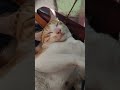 #comedy #cat #funny #pets #catvideos #cutecats