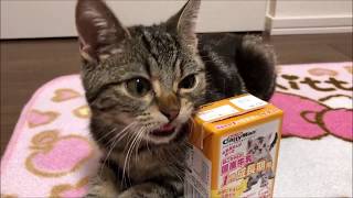 光の速さでミルクをガブ飲みしてしまう子猫