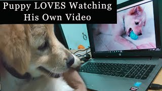 Puppy LOVES Watching His Own Video on YouTube! by JulieZious 140 views 3 years ago 58 seconds