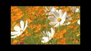 Vangelis - The Tao Of Love