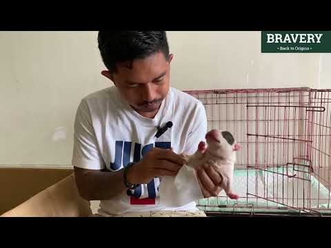 Video: 4 Cara Menjaga Anjing