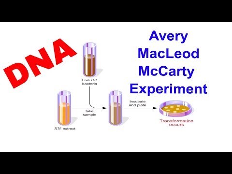 Video: A ka avery një prapashtesë?