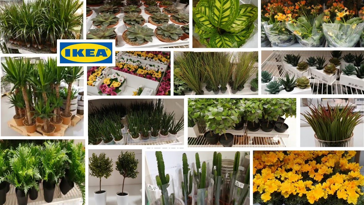 IKEA LATEST COLLECTION FOR ARTIFICIAL PLANTS INDOOR PLANTS / MARCH