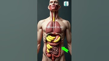 Inside the Human Body-ScienceinMotion#humanbody#anatomy#3danimation#sciencetok#aiart#digestivesystem