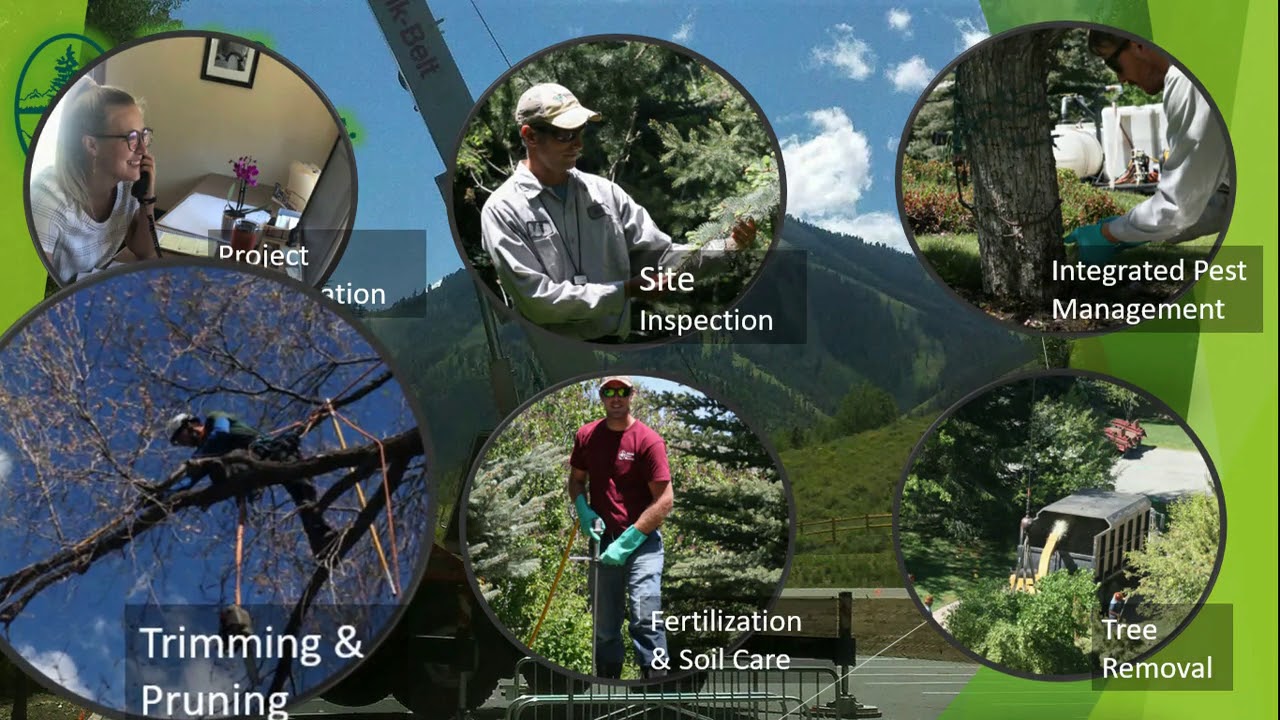 Alpine Tree Service Alpine Tree Service - YouTube