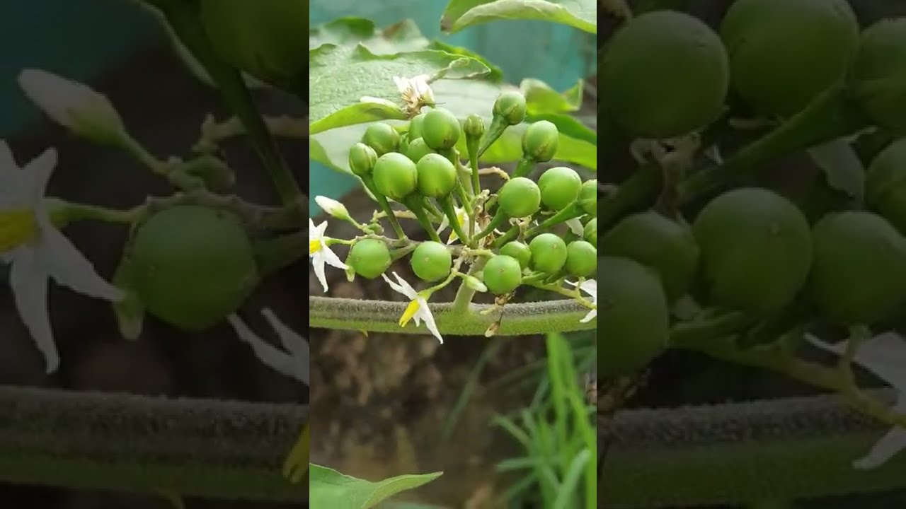 Turkey berry flowers and bees pollinating them