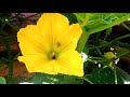 Calabaza - Flor de Calabaza - Milanesas de flor de Calabaza