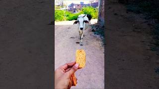 प्यारी बछिया #cow #shortsfeed #cows #shortvideo #gaumata #ytshorts #cowvideos #shorts #cowvideo #yt