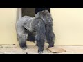 Father gorilla and son in a tense atmosphere【AM】Shabani Group