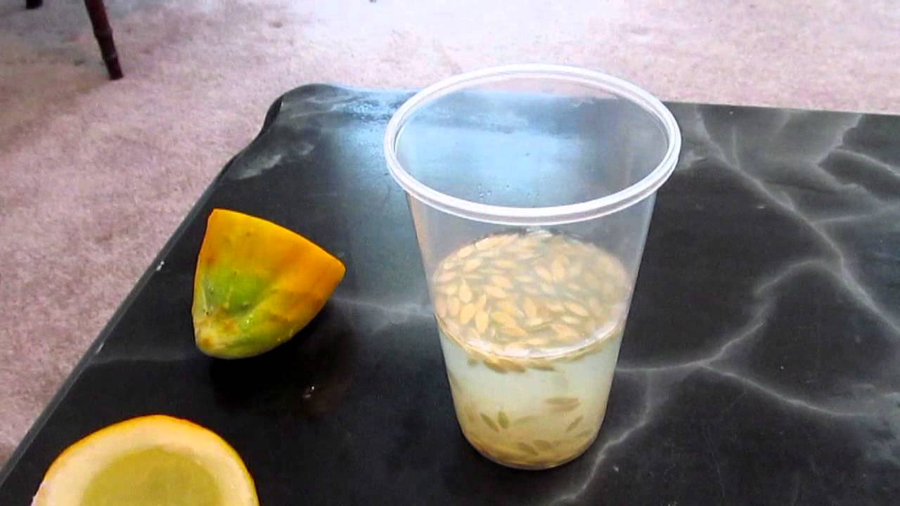 Saving Seeds saving money .