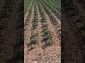 plantación #plantation #huerto #agricultura #agriculture