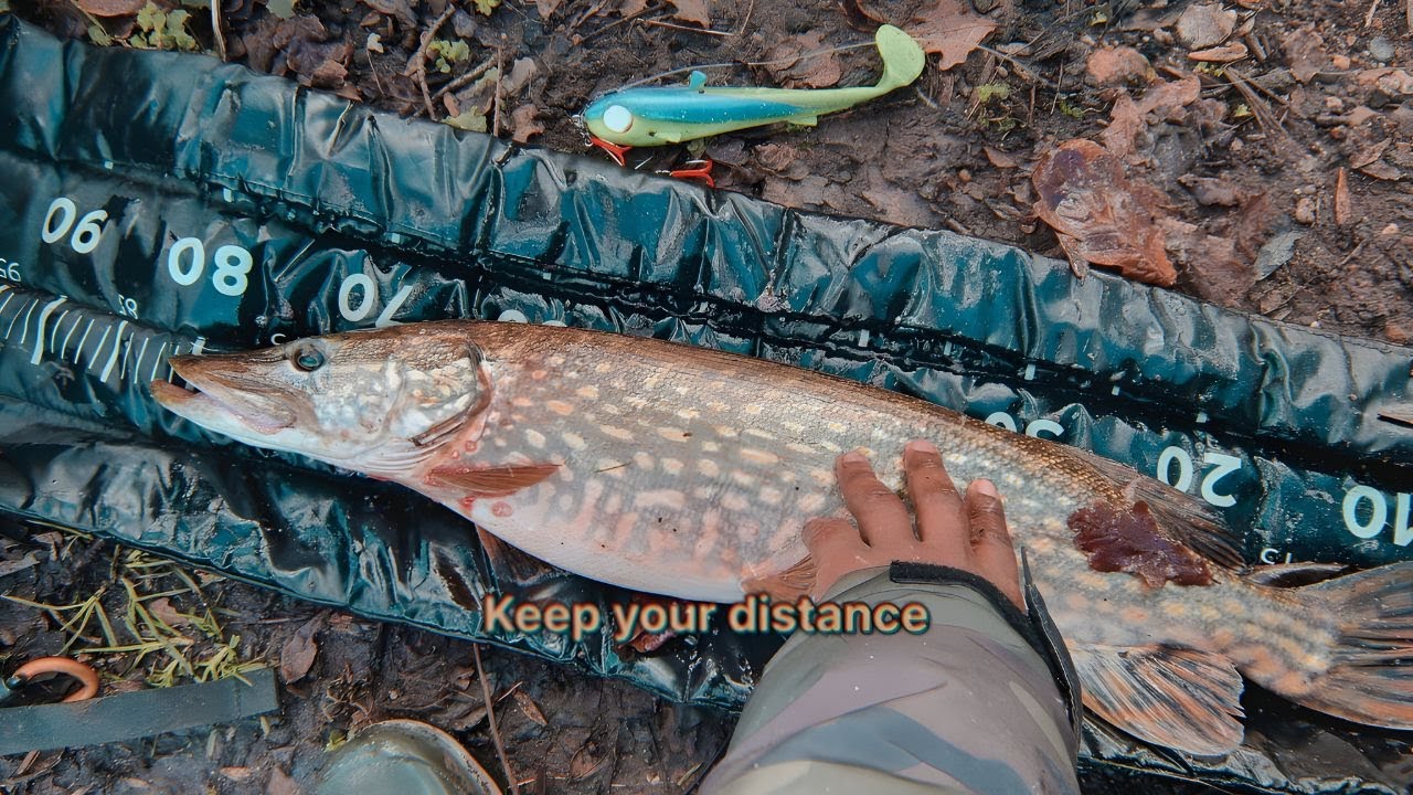 How to Fish for Pike In Flooded Rivers Flooded River Pike Fishing Pro