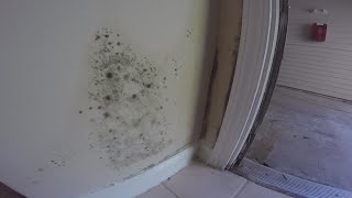 Water Leaks Through Ceiling Mold | Shelly Lighting