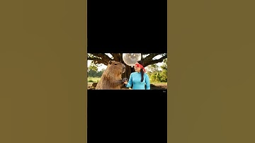 Capybara troll cô hàng xóm bằng bong bóng nước #capybara #shorts