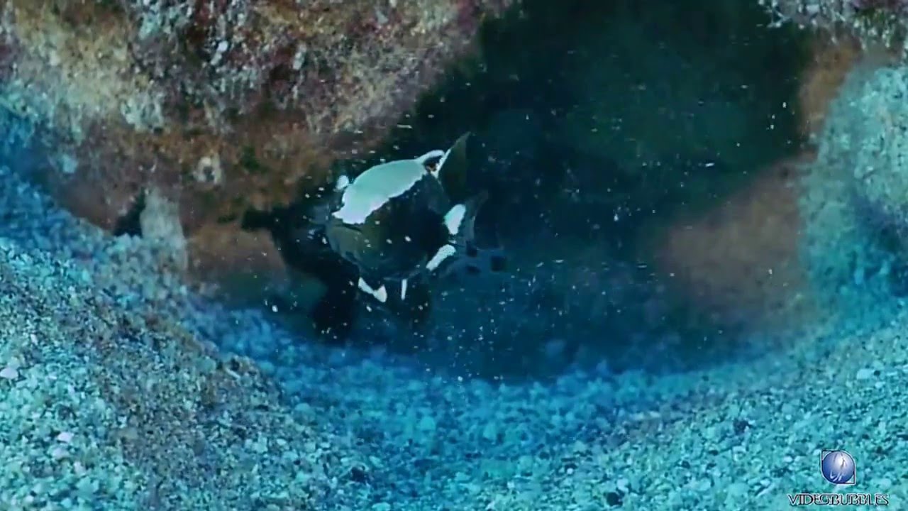 Orca Dive Clubs Coral Garden