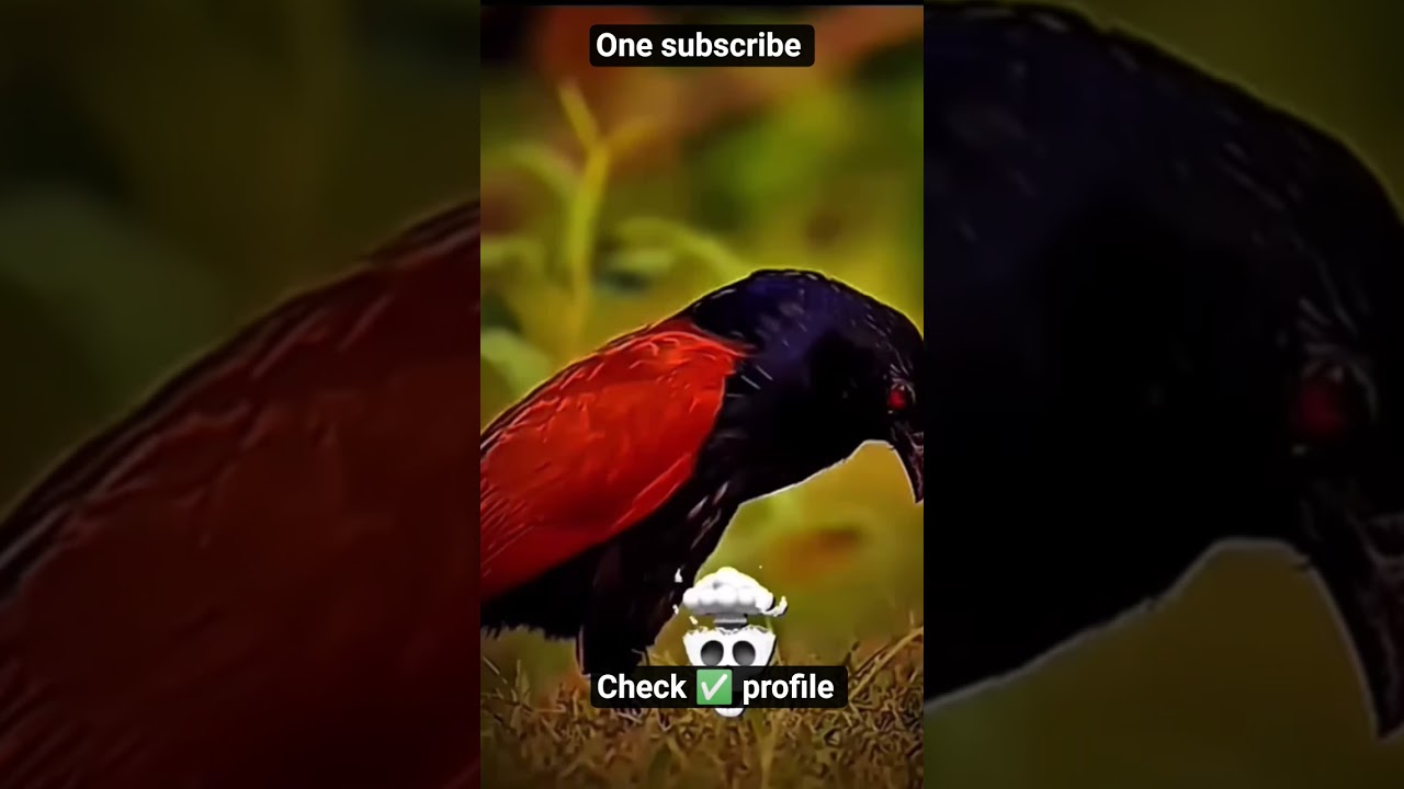 Birds sounds recordings & identification tips Avian adventures & travel stories Conservation updates