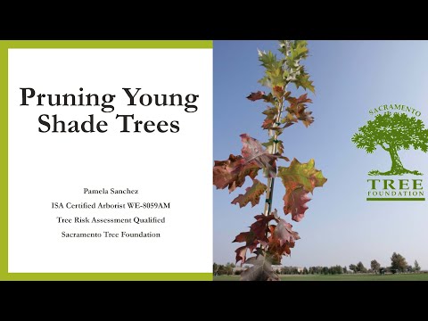 Video: Shade Loving Trees - Aprenda sobre los árboles que crecen en la sombra