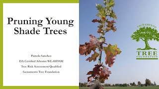 Pruning Young Shade Trees