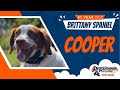 1yo Brittany Spaniel (Cooper) Best dog trainers in Virginia