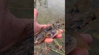 Ти ловив її сотні разів, але не знав, хто це! #рибалка #fishing