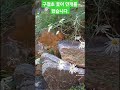 # 수국에서 ~ 수국에 구절초 꽃이 활짝 폈습니다. 세상에 모든 꽃은 아름답습니다.👍