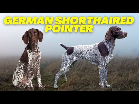 Video: Fakta om den tyske korthåret pointerhunden