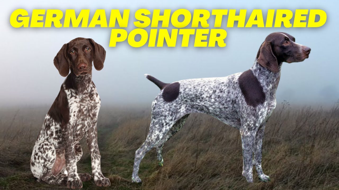 German Shorthaired Pointer - Top 10 Facts About The Best Hunting Dog