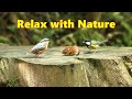 Videos for Dogs : Mouse and Birds Spectacular - 8 HOURS ~ Relax with Nature  ✅