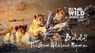 Live: Wonders of the wild – Behold! The Great Wildebeest Migration迁徙奇观全纪录 收官之作