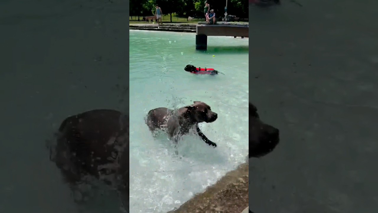 Swimming day🐳Furfield dog park🐶🐶 