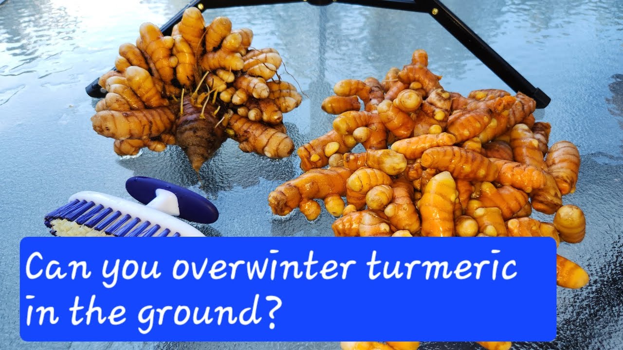 Digging up turmeric in winter months.