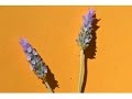 LAVANDA O ESPLIEGO (Lavandula angustifolia) PLANTAS MEDICINALES