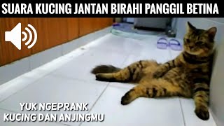 SUARA KUCING JANTAN BIRAHI PANGGIL BETINA - Male Cat In Heat Calling Female by My Kitty Diary 2,071 views 2 years ago 2 minutes, 16 seconds